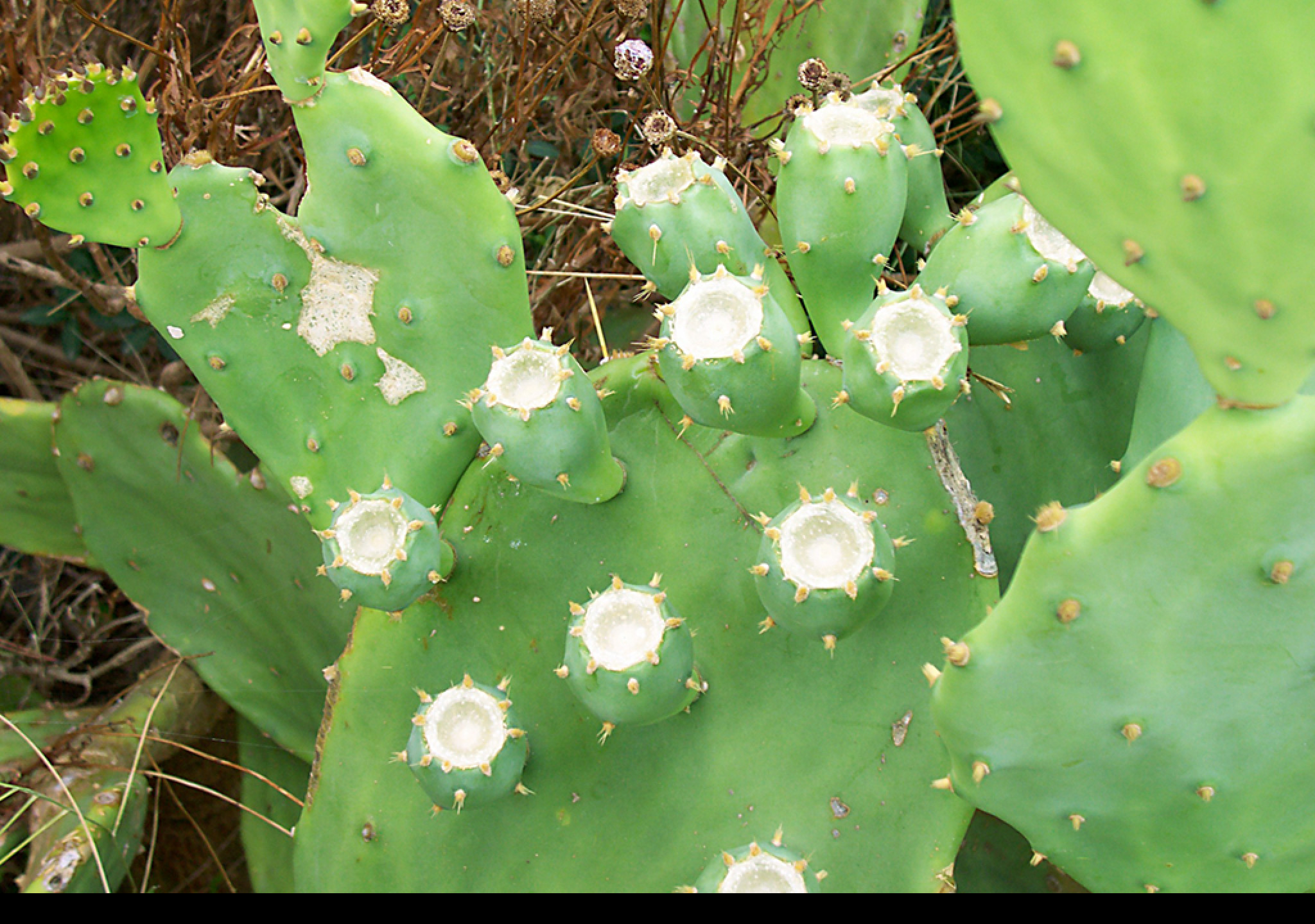 Tapeta the_cactus
