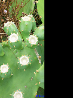 Tapeta the_cactus