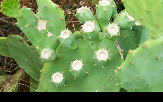 Tapeta the_cactus