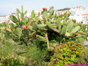 Tapeta The Cactus