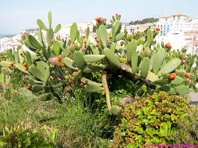 Tapeta: The Cactus