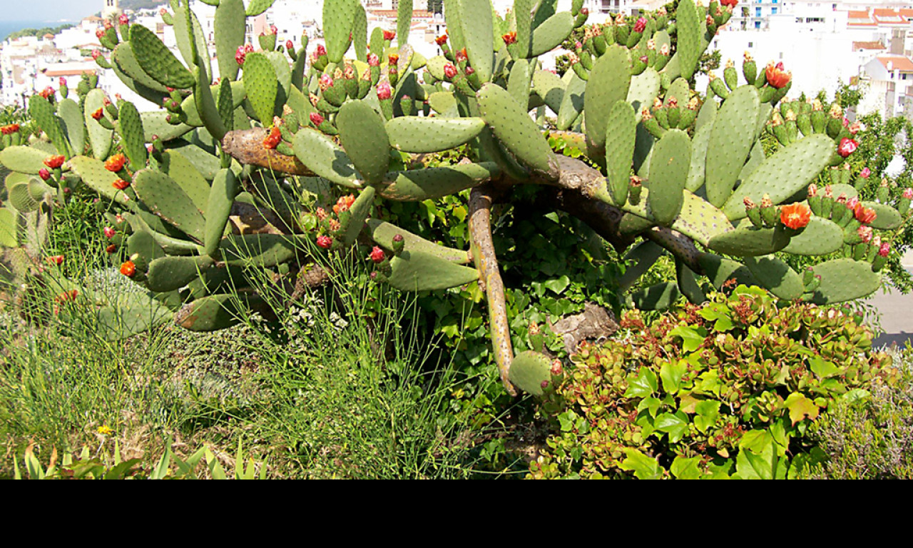Tapeta the_cactus_2