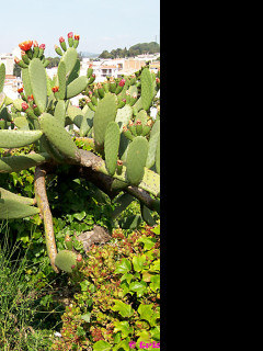 Tapeta the_cactus_2