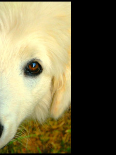 Tapeta the_white__dog