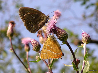 Tapeta: Thecla betulae