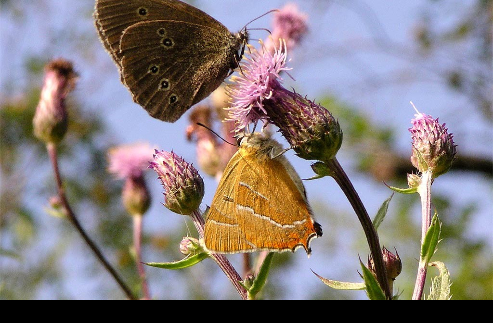 Tapeta theclabetulae