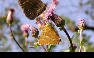 Tapeta theclabetulae