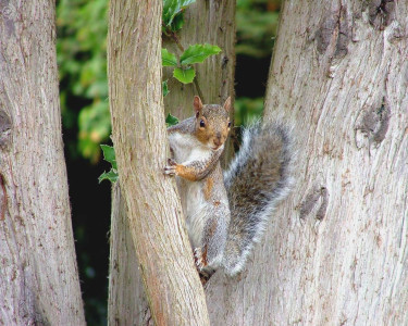 Tapeta: The Hyperactive Squirrel