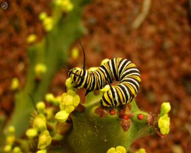 Tapeta: The Meaty Caterpillar