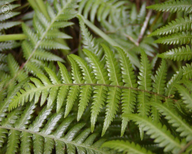 Tapeta: The Silver Fern