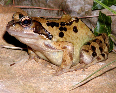 Tapeta: The Warty Frog