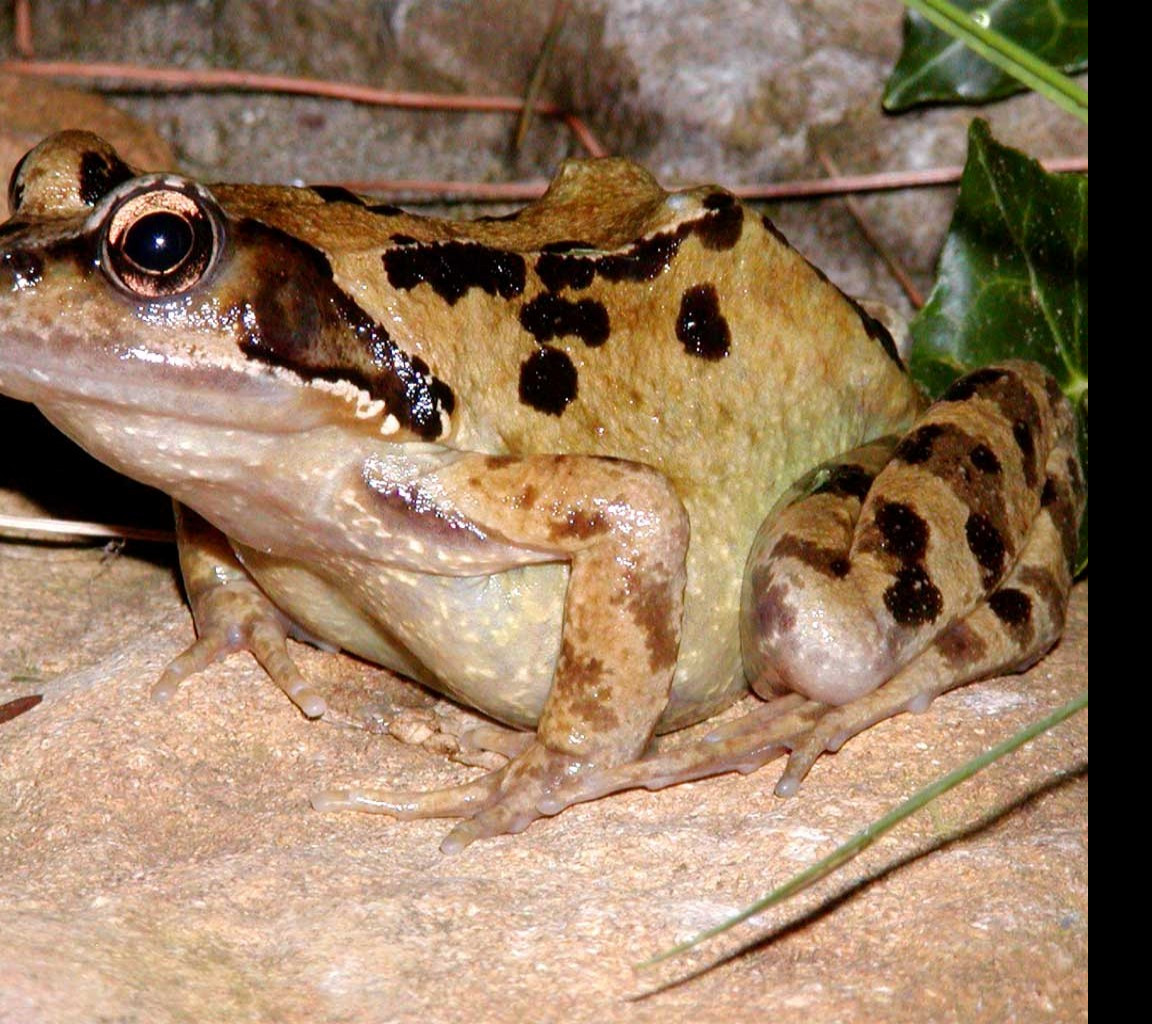 Tapeta thewartyfrog