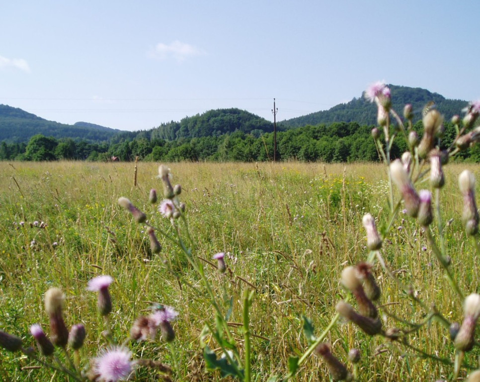 Tapeta thistle