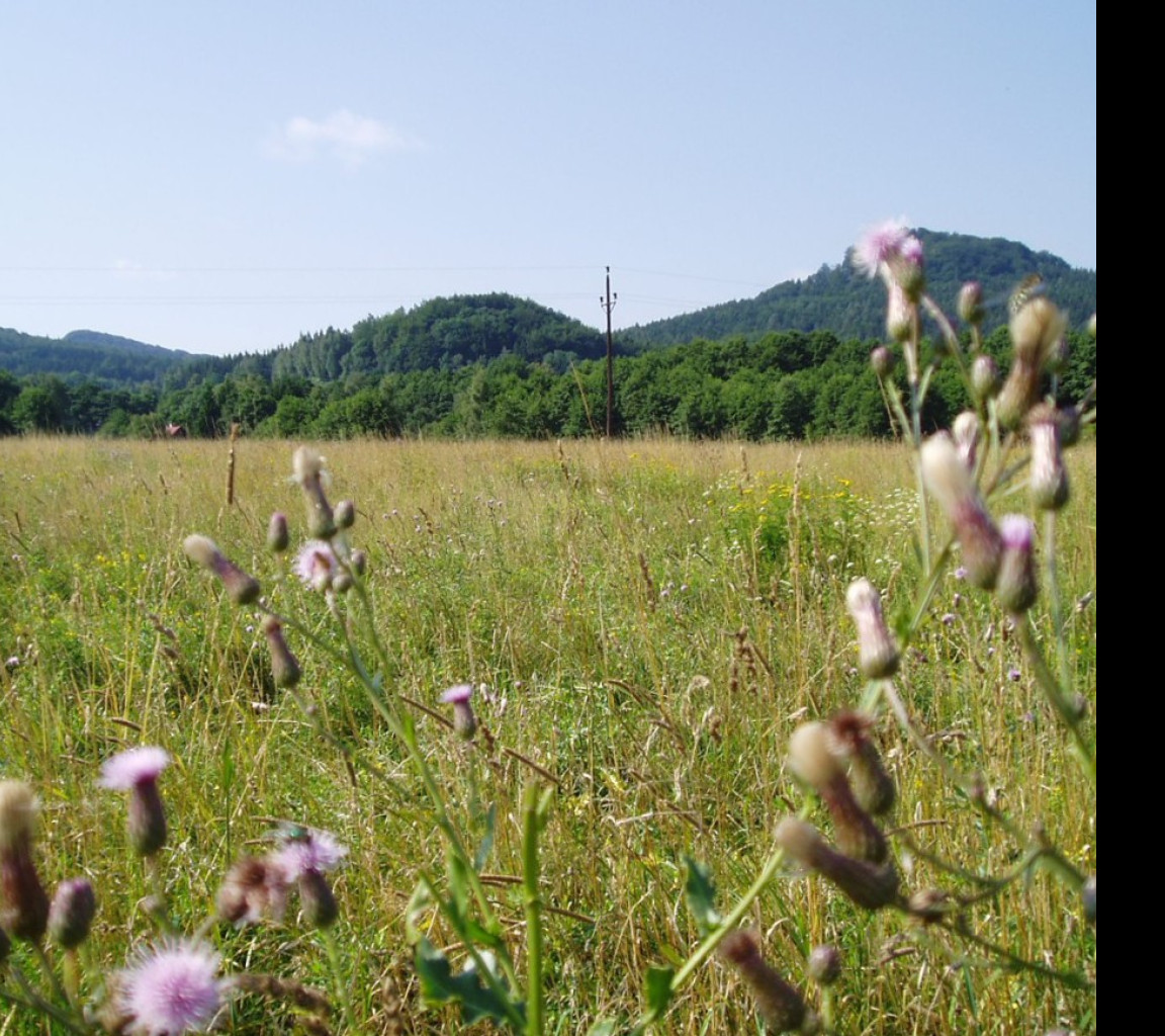 Tapeta thistle