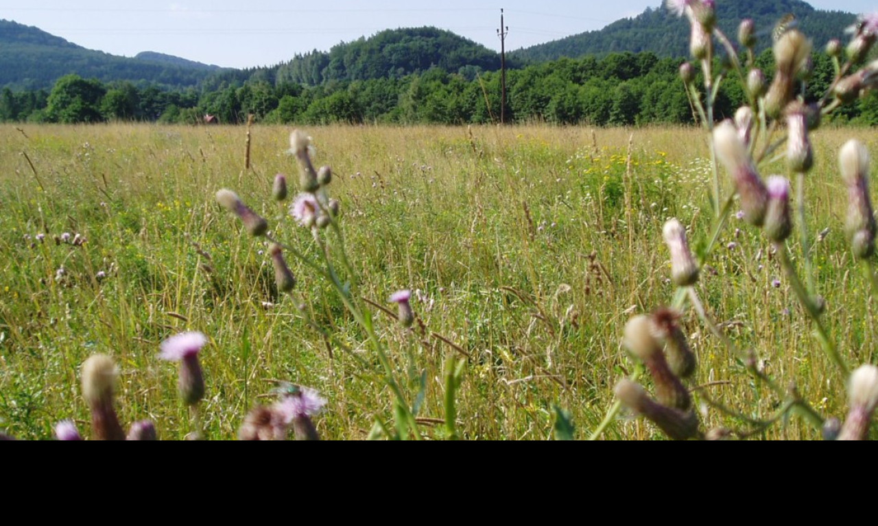 Tapeta thistle