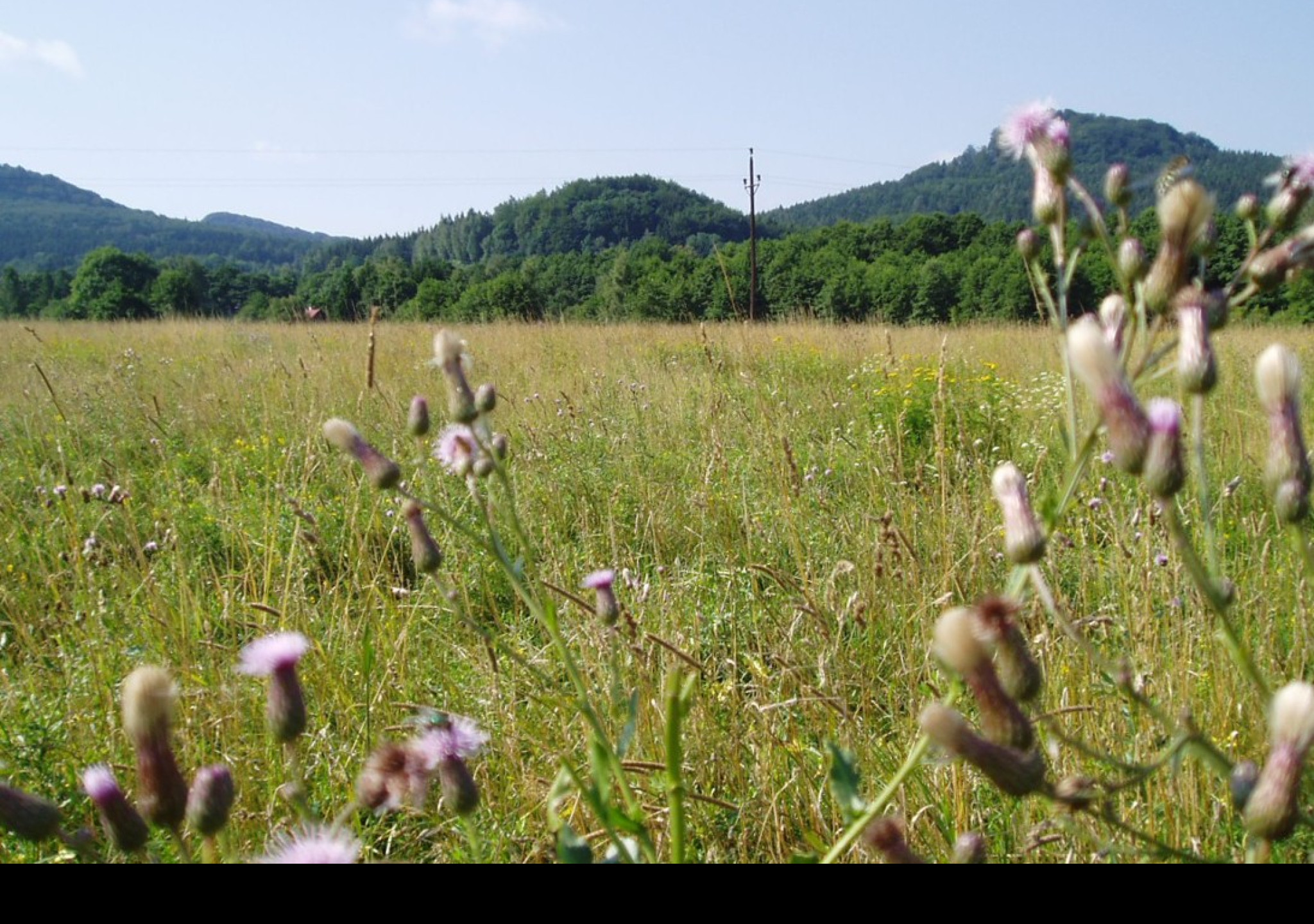 Tapeta thistle