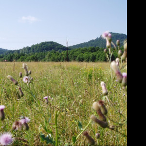 Tapeta thistle