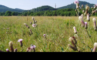 Tapeta thistle