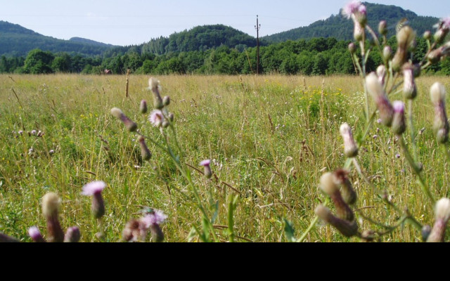 Tapeta thistle