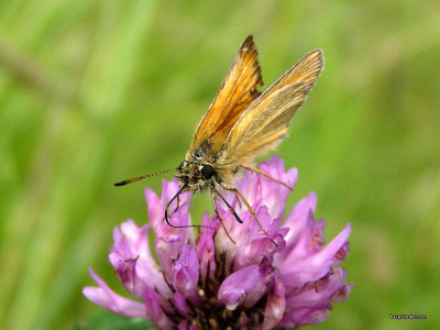 Tapeta: Thymelicus lineola