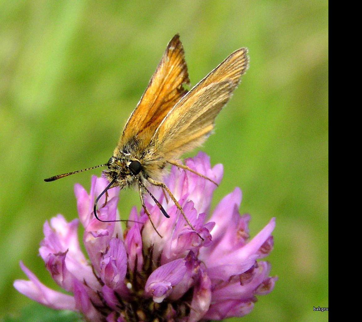 Tapeta thymelicuslineola