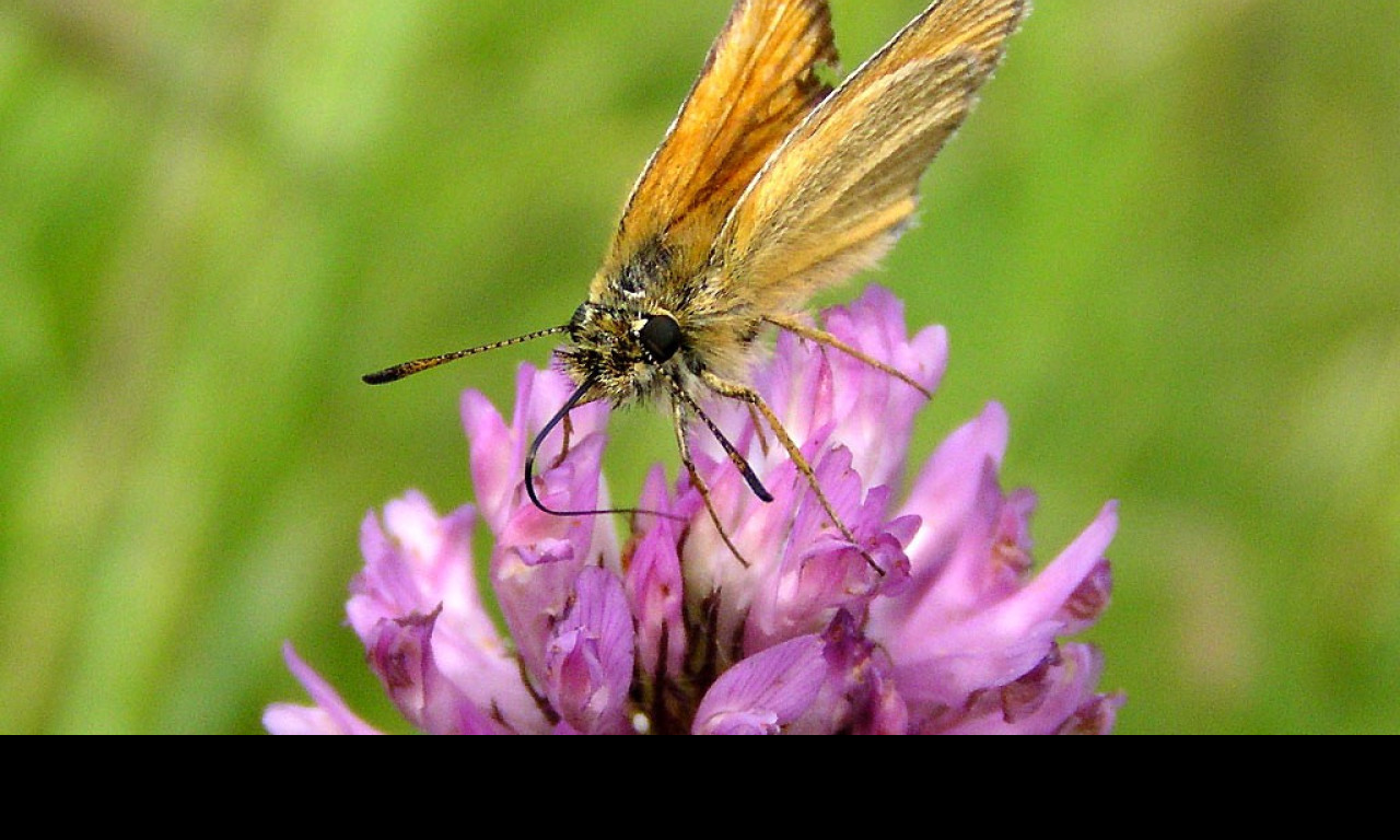 Tapeta thymelicuslineola