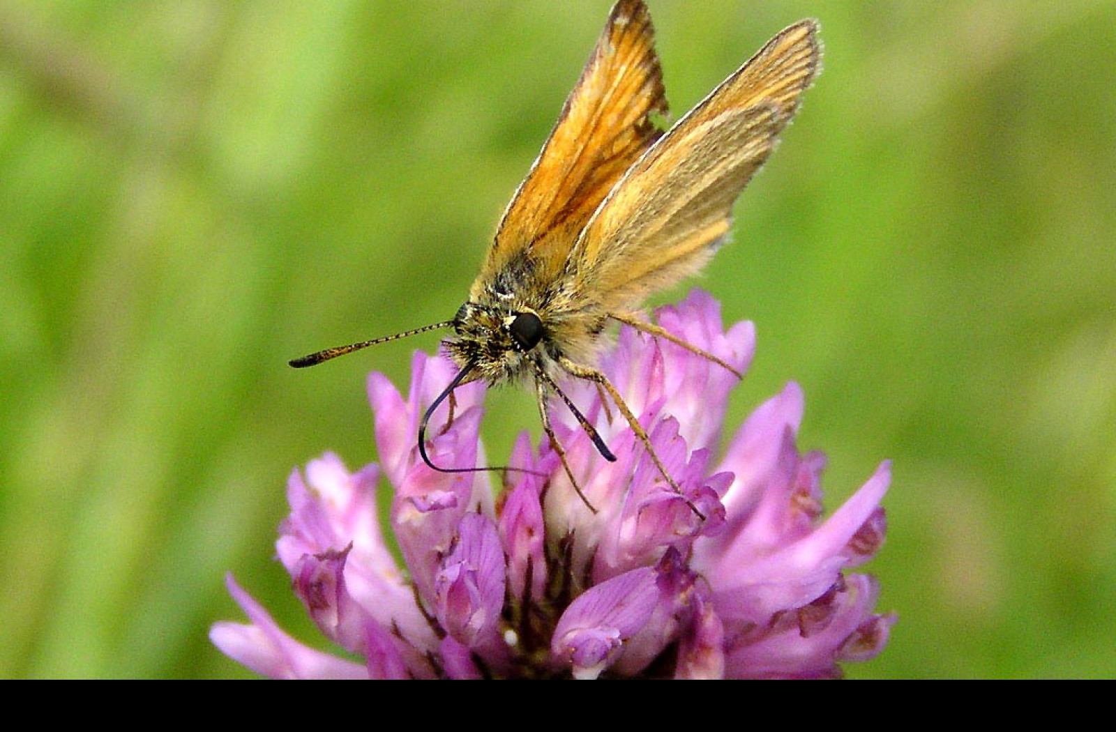 Tapeta thymelicuslineola