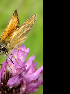 Tapeta thymelicuslineola