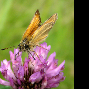 Tapeta thymelicuslineola