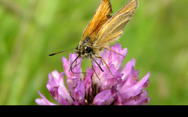 Tapeta thymelicuslineola