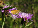 Tapeta T. lineola