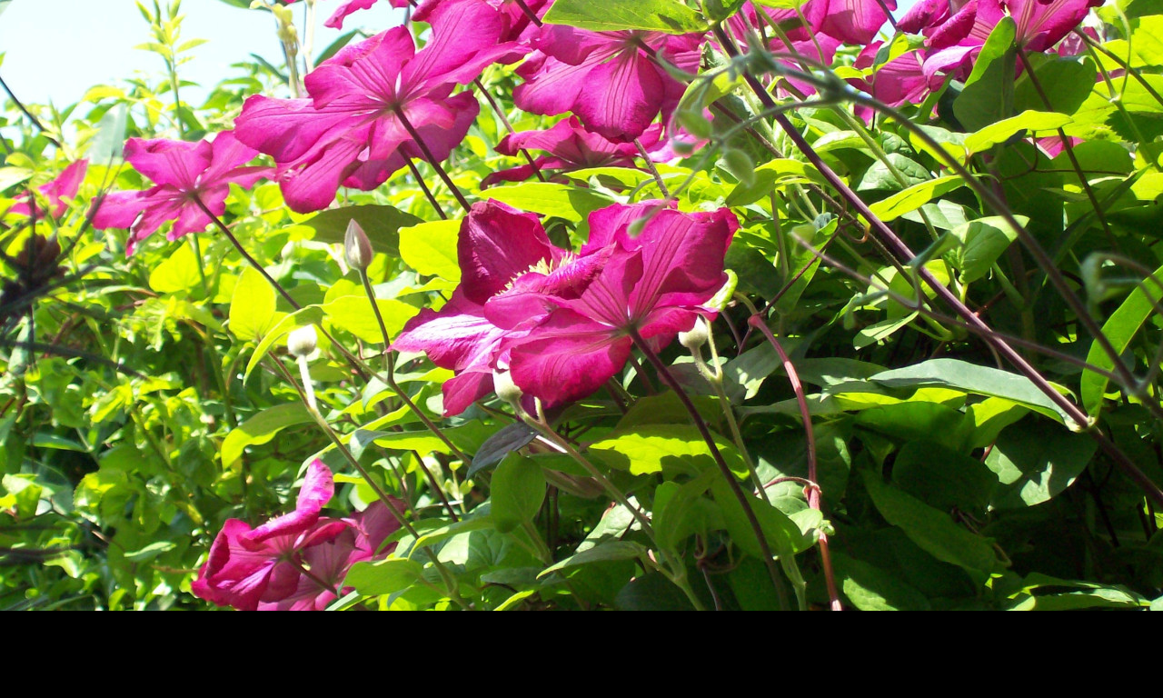 Tapeta tmave_ruzovy_clematis