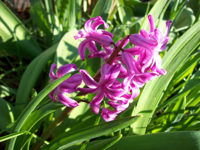 Tapeta: Tmavrov hyacint