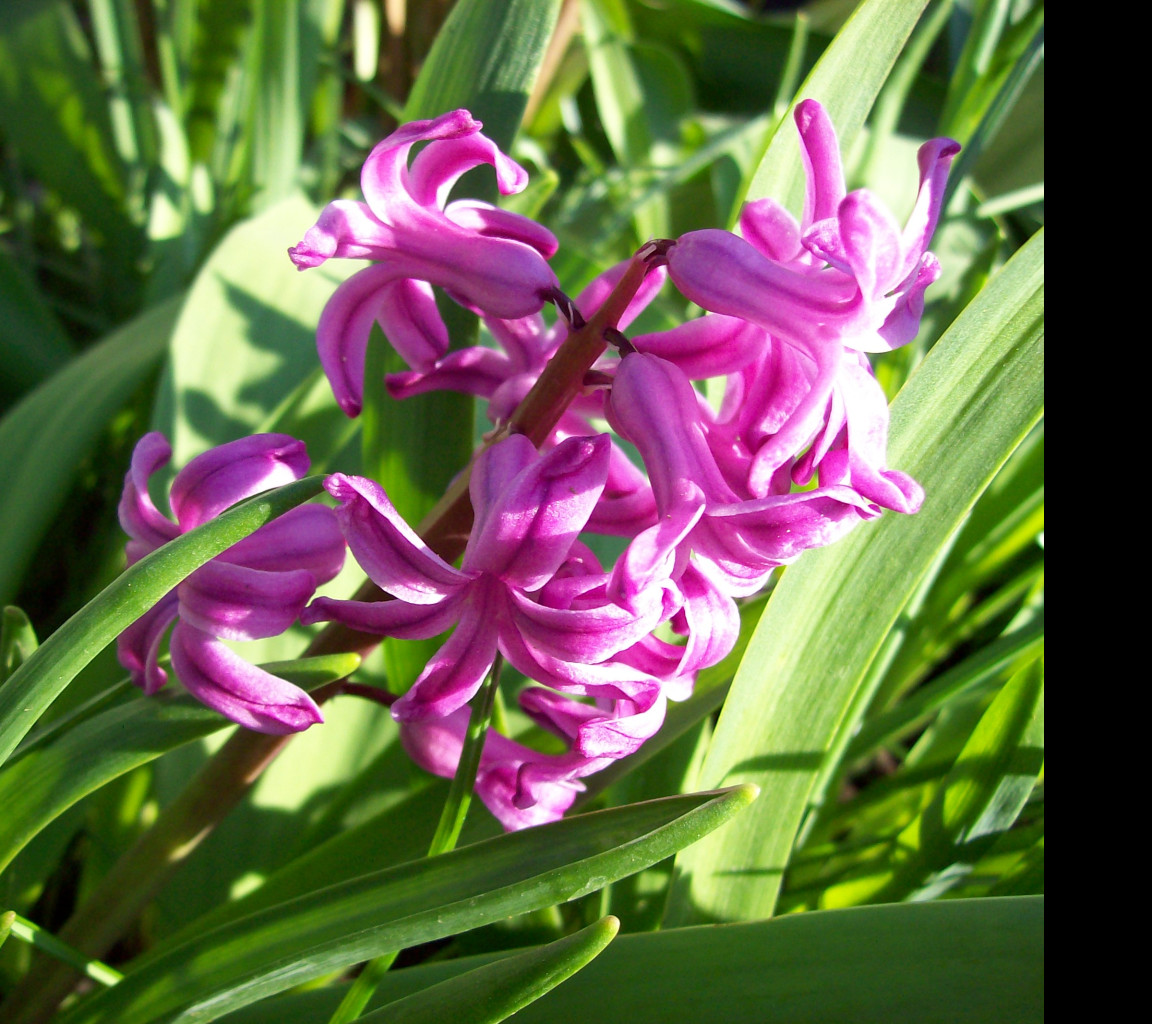 Tapeta tmaveruzovy_hyacint