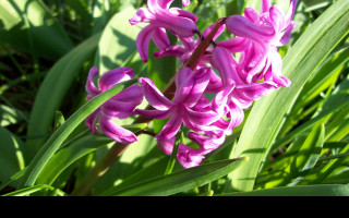 Tapeta tmaveruzovy_hyacint