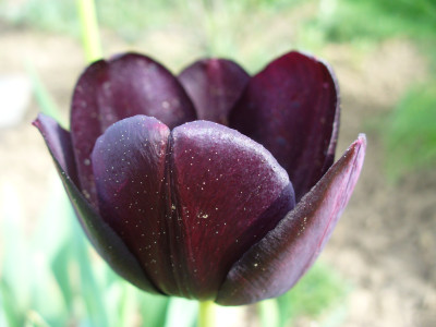 Tapeta: TMAV TULIPN