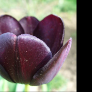Tapeta tmavy_tulipan