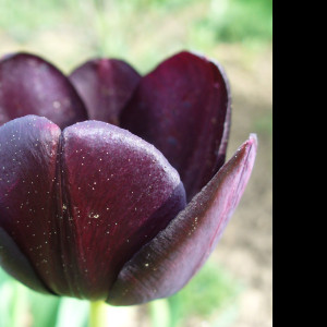 Tapeta tmavy_tulipan