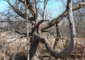 Tapeta Tree in Kensington Metropark