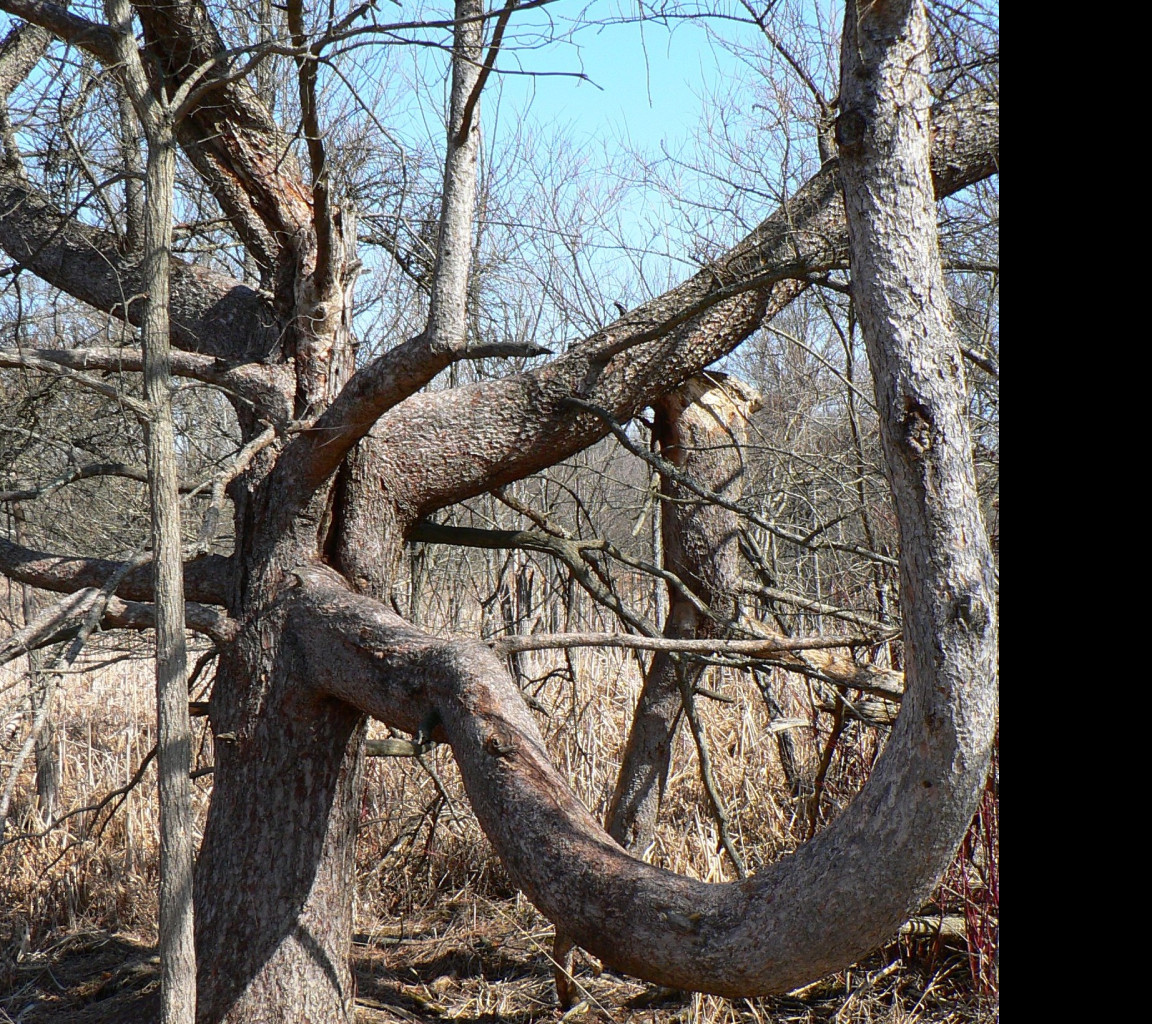 Tapeta tree_in_kensington_metropark