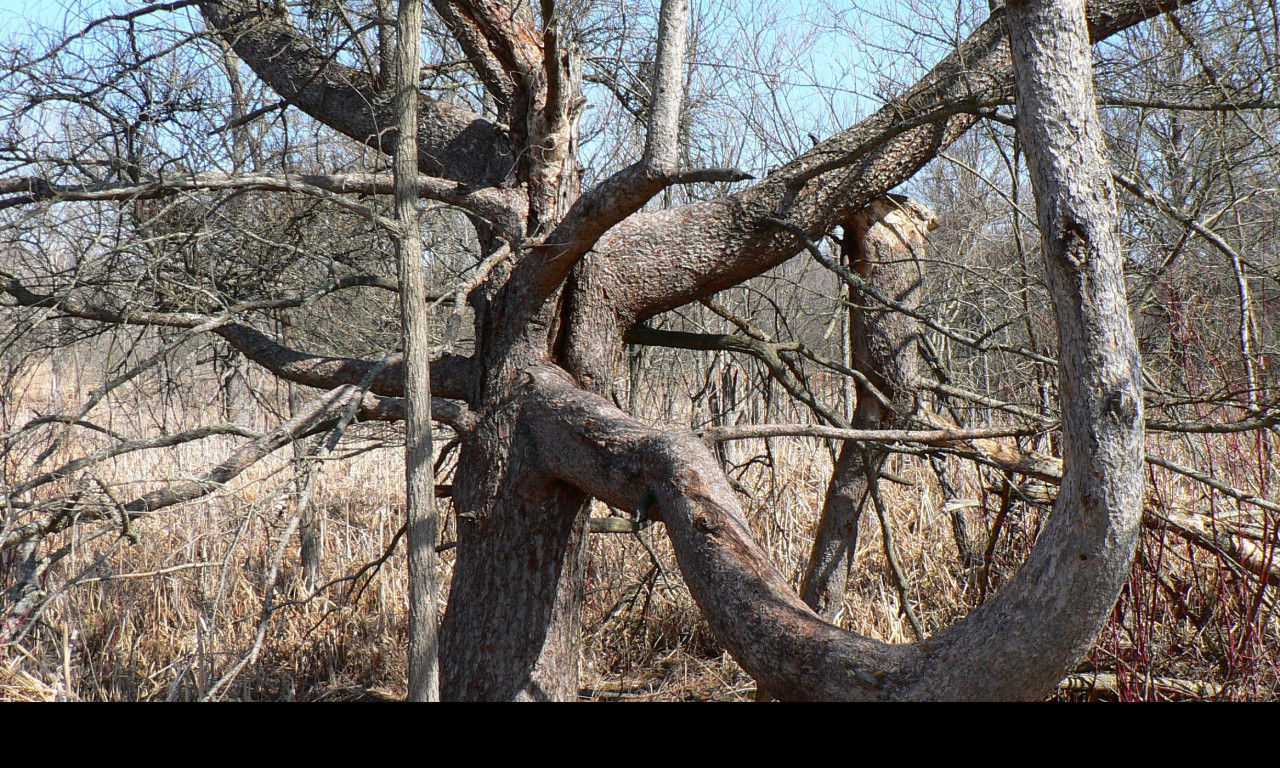 Tapeta tree_in_kensington_metropark