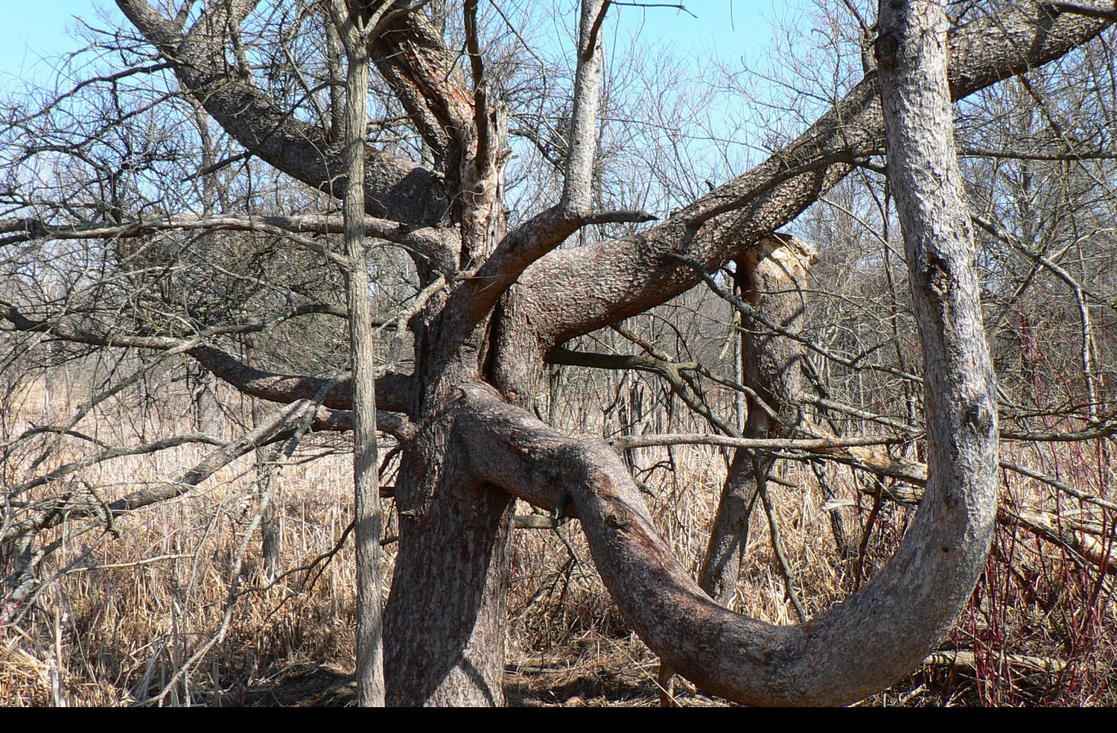 Tapeta tree_in_kensington_metropark