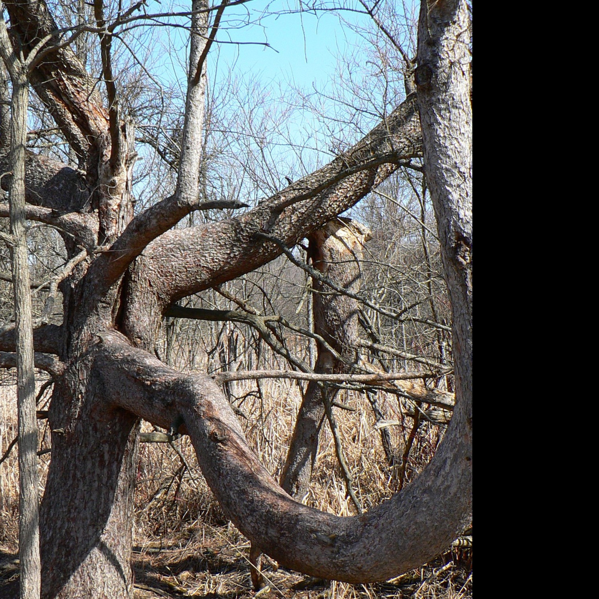 Tapeta tree_in_kensington_metropark