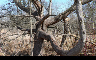 Tapeta tree_in_kensington_metropark