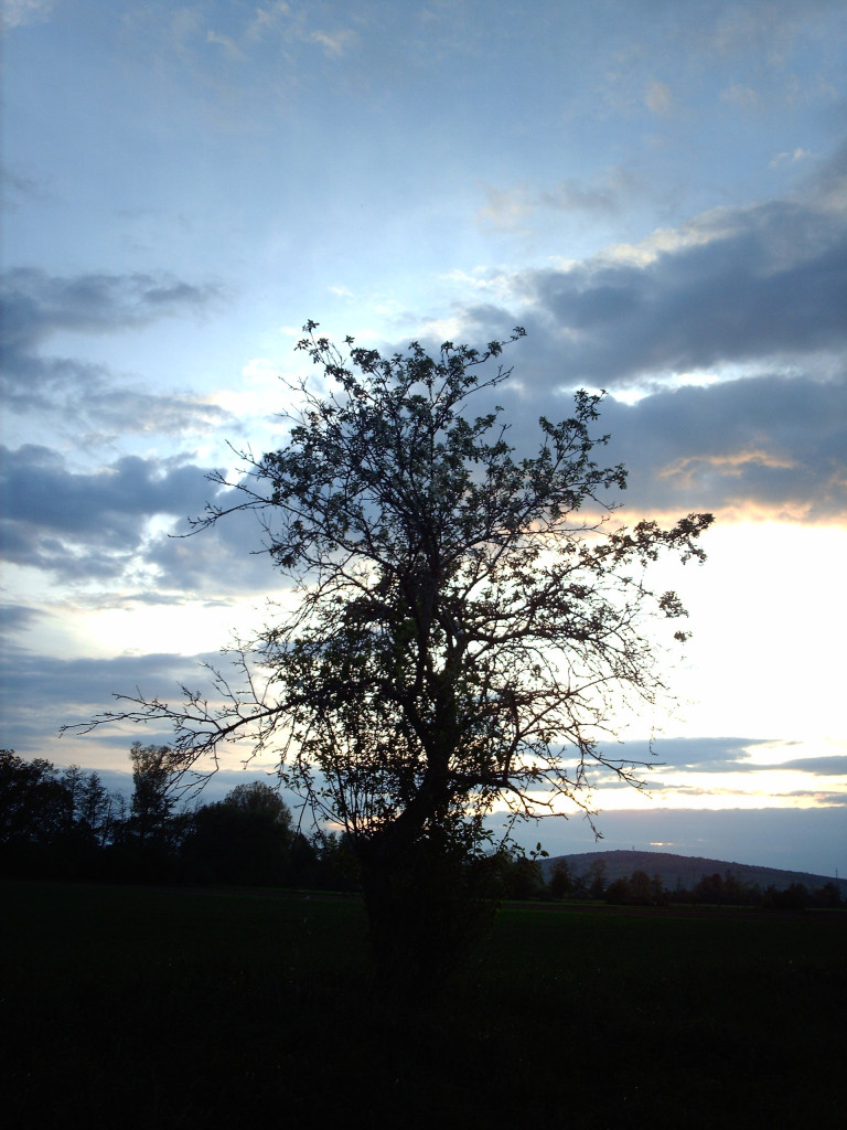 Tapeta tree_vs__sky