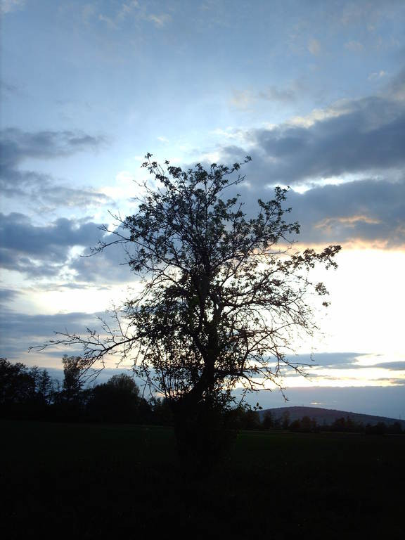 Tapeta tree_vs__sky
