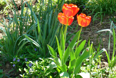 Tapeta: Trojice rudch tulipn