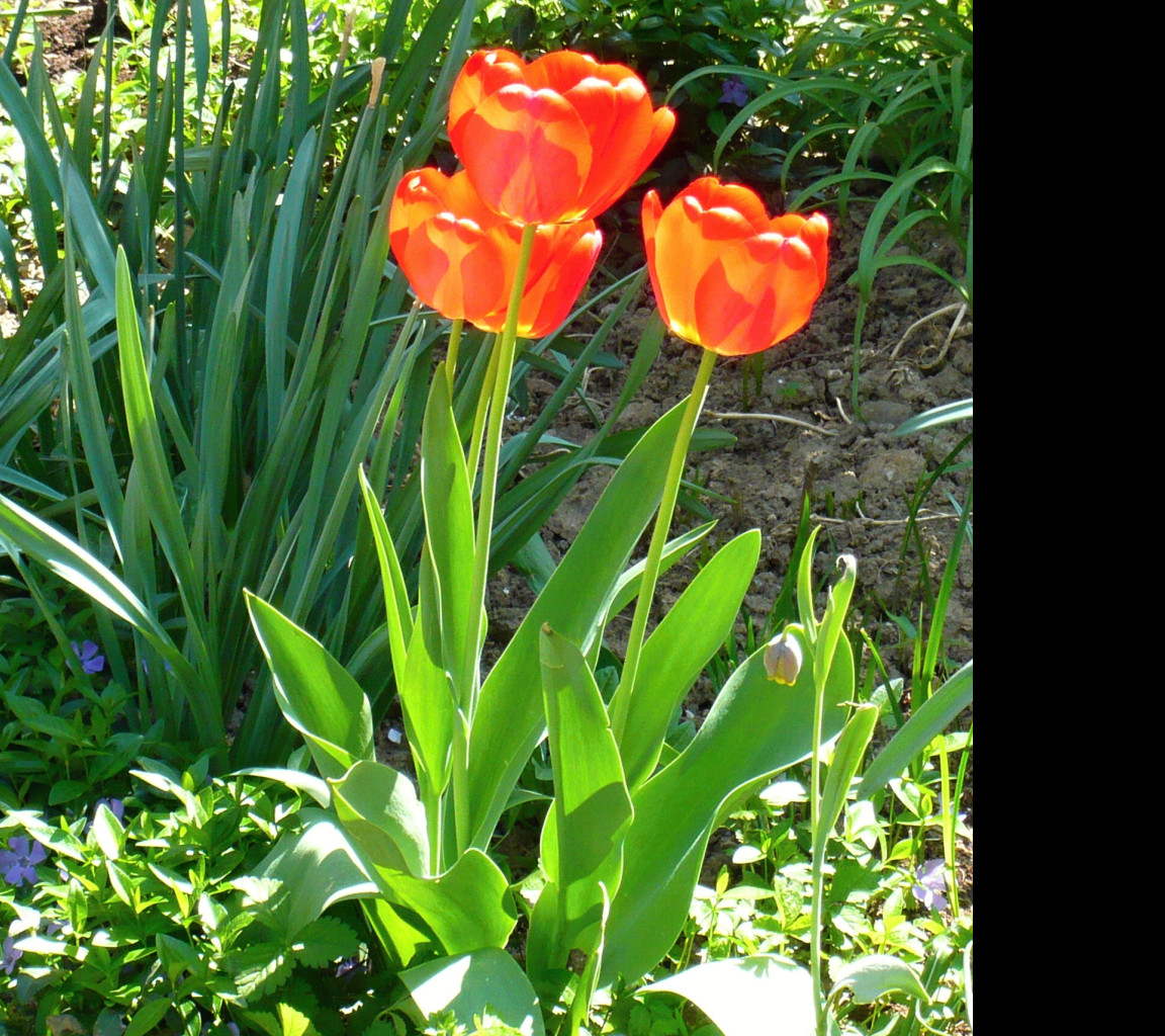 Tapeta troijice_rudych_tulipanu