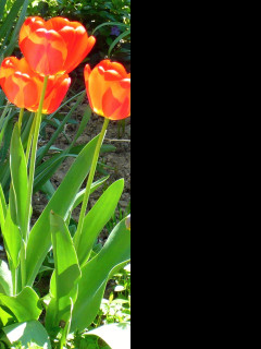 Tapeta troijice_rudych_tulipanu