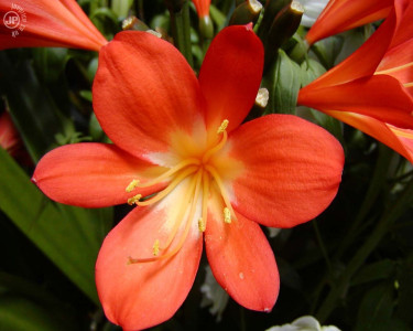 Tapeta: Tropical Flower